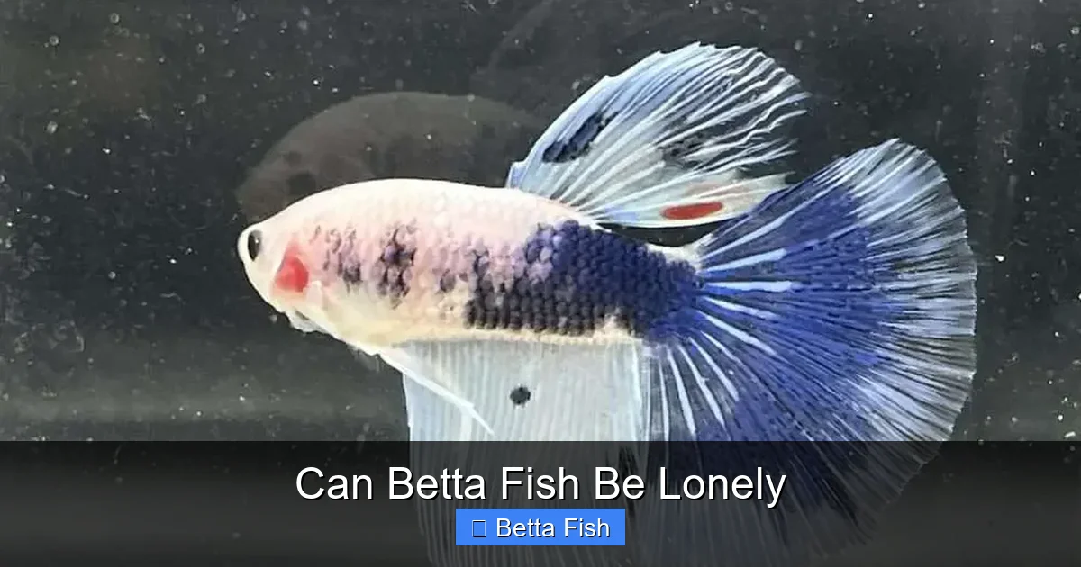 Can Betta Fish Be Lonely