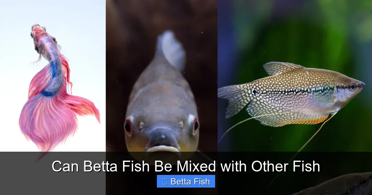 Can Betta Fish Be Mixed with Other Fish