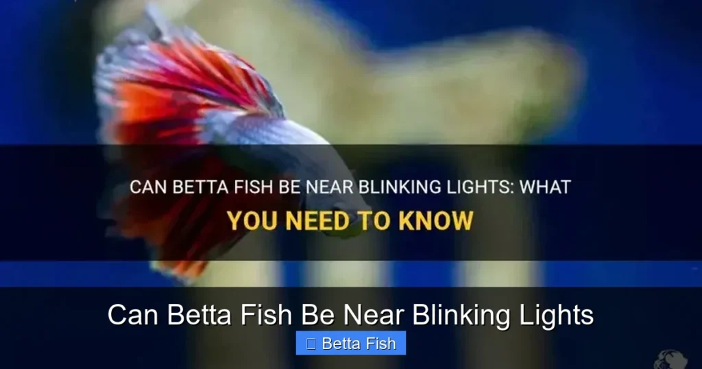 Can Betta Fish Be Near Blinking Lights