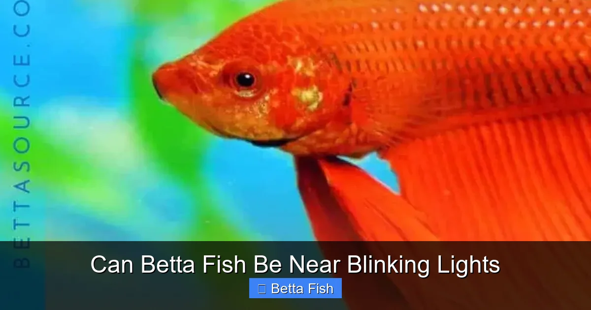 Can Betta Fish Be Near Blinking Lights