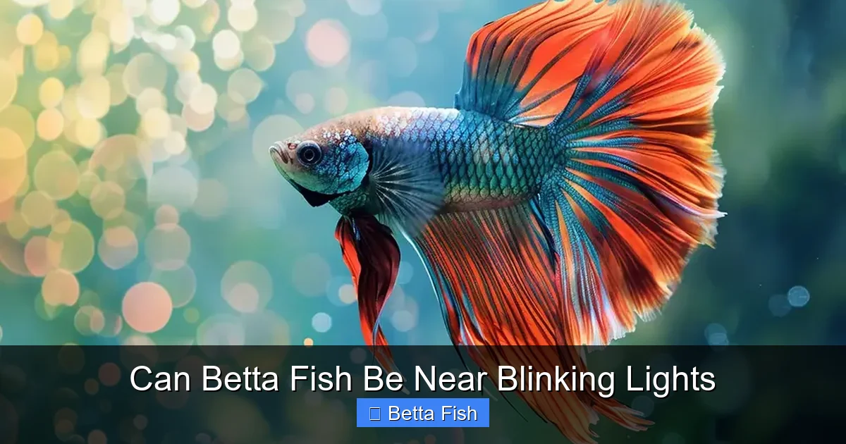 Can Betta Fish Be Near Blinking Lights
