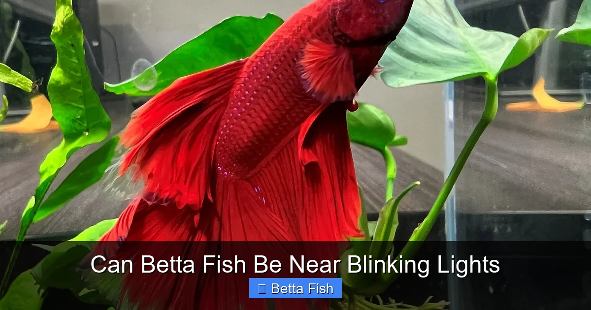 Can Betta Fish Be Near Blinking Lights