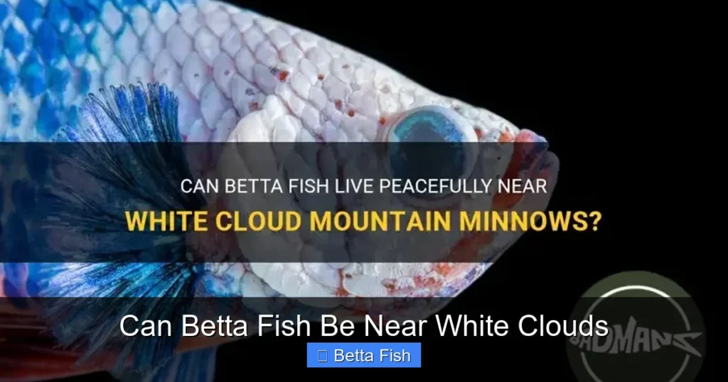 Can Betta Fish Be Near White Clouds