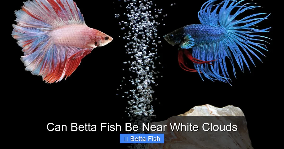 Can Betta Fish Be Near White Clouds