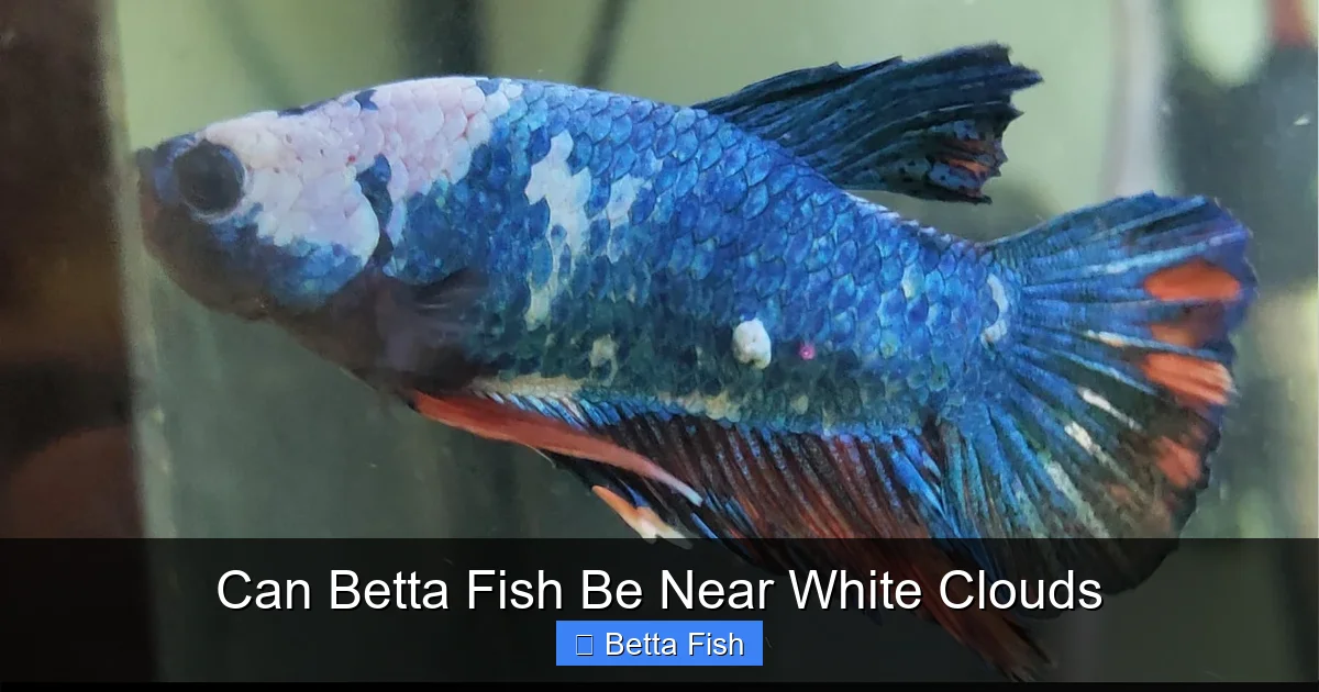 Can Betta Fish Be Near White Clouds