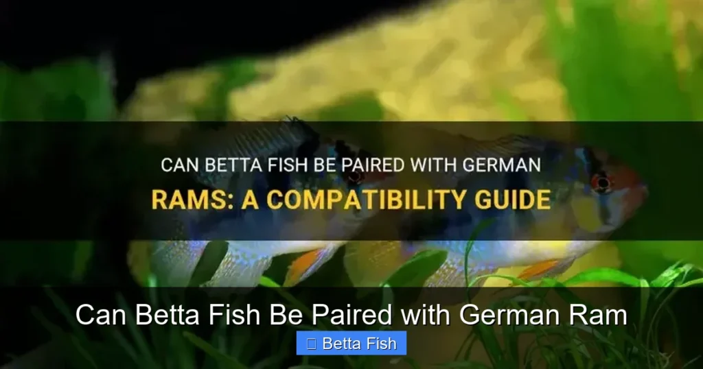 Can Betta Fish Be Paired with German Ram