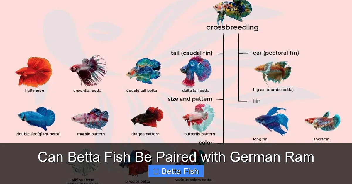 Can Betta Fish Be Paired with German Ram
