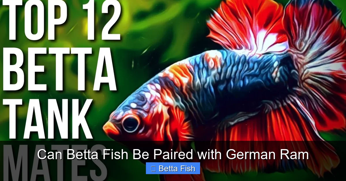 Can Betta Fish Be Paired with German Ram