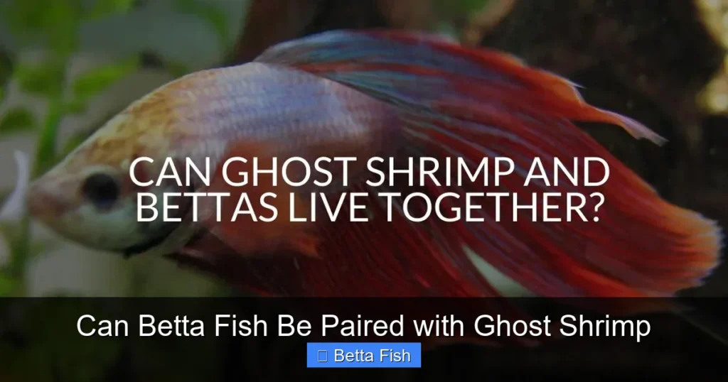 Can Betta Fish Be Paired with Ghost Shrimp