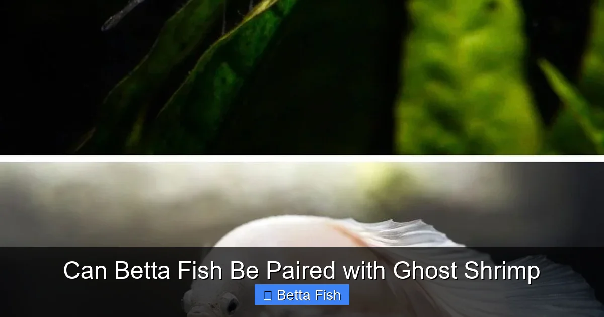 Can Betta Fish Be Paired with Ghost Shrimp
