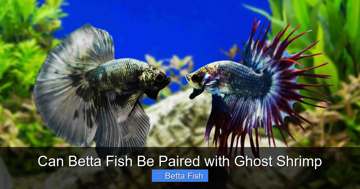 Can Betta Fish Be Paired with Ghost Shrimp
