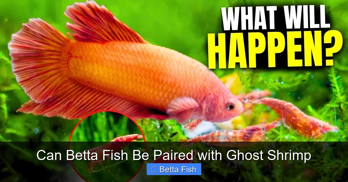 Can Betta Fish Be Paired with Ghost Shrimp
