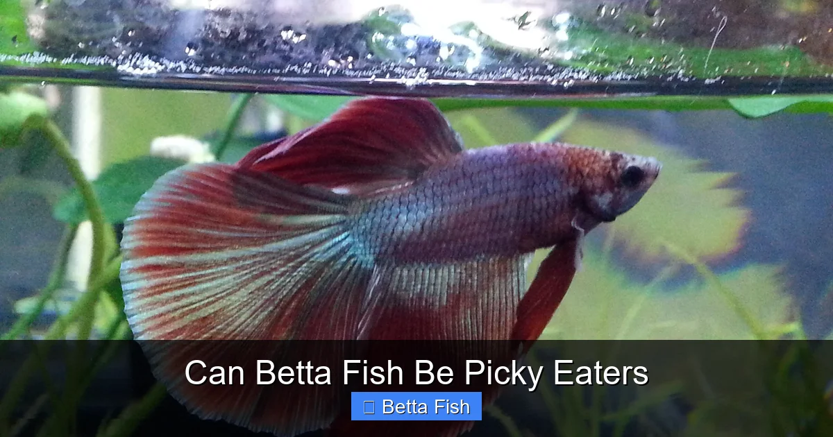 Can Betta Fish Be Picky Eaters