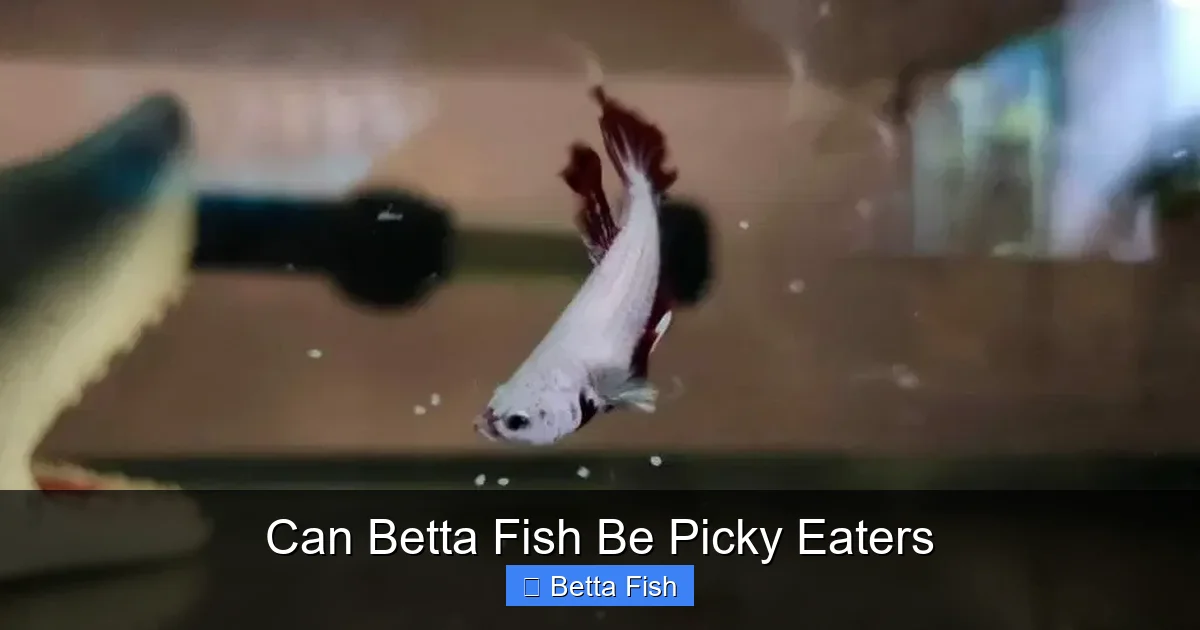 Can Betta Fish Be Picky Eaters