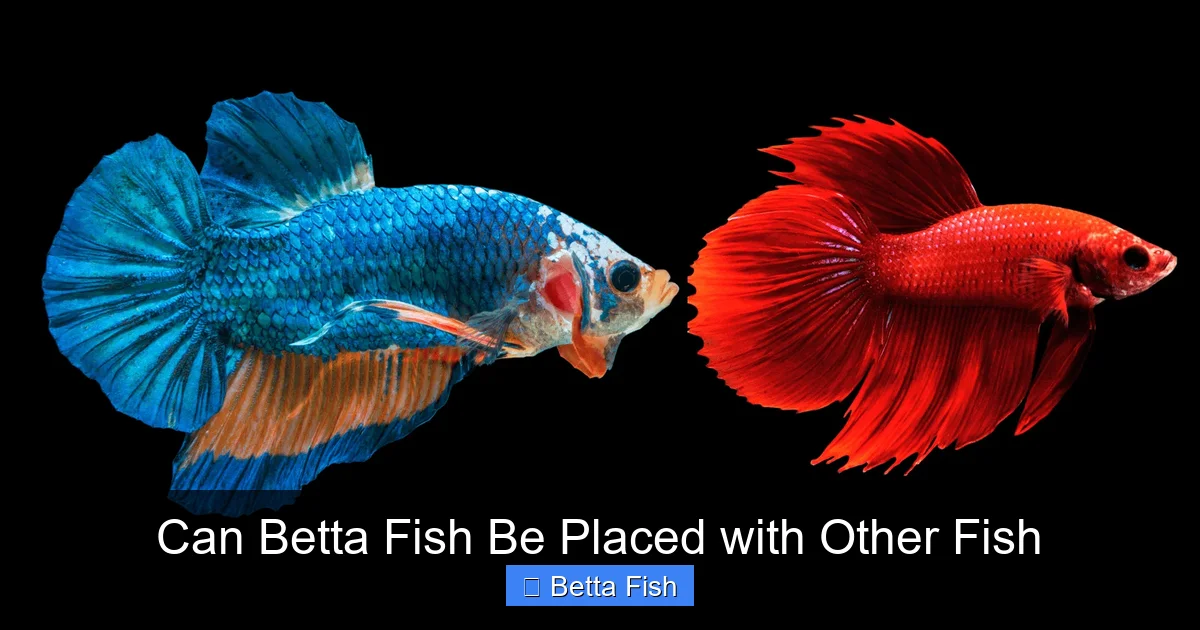 Can Betta Fish Be Placed with Other Fish