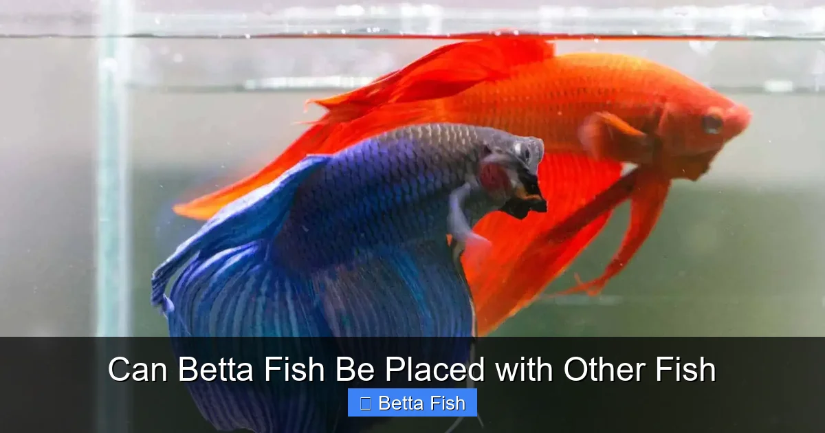 Can Betta Fish Be Placed with Other Fish
