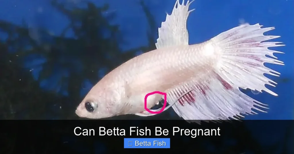 Can Betta Fish Be Pregnant