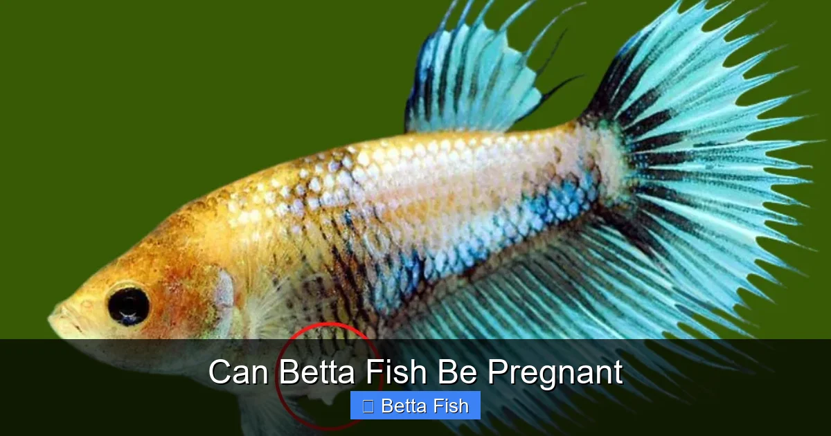 Can Betta Fish Be Pregnant
