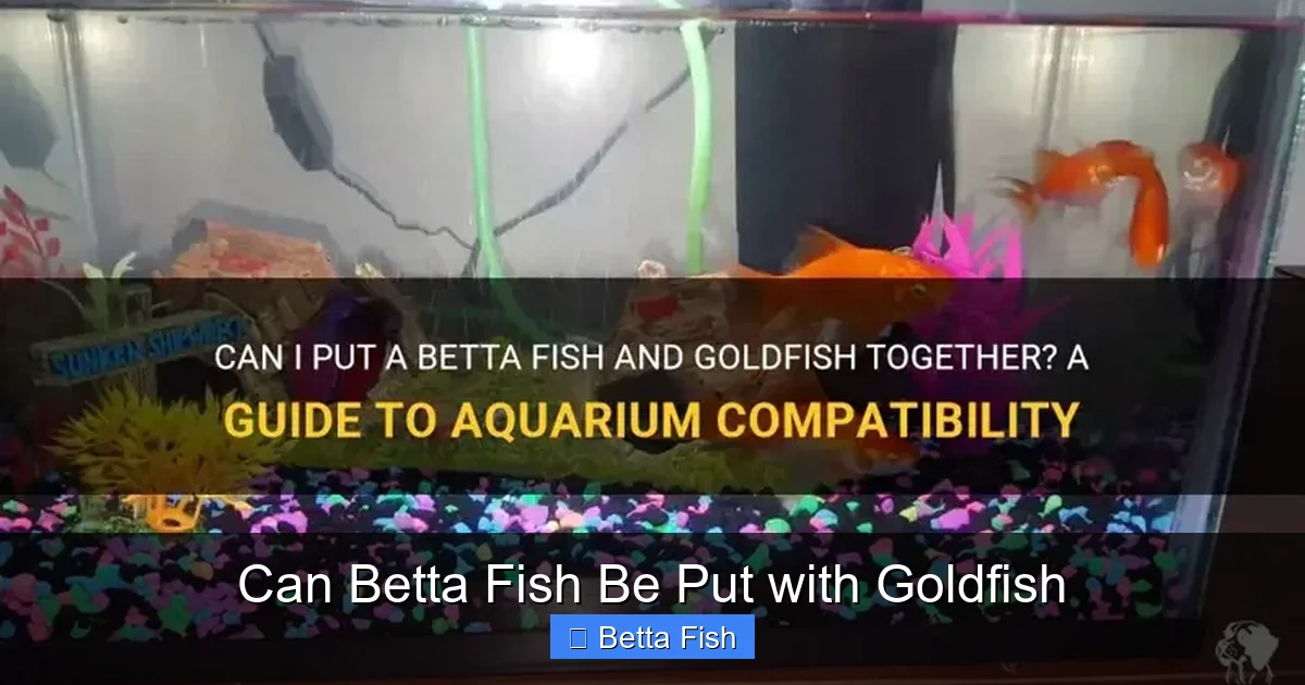Can Betta Fish Be Put with Goldfish