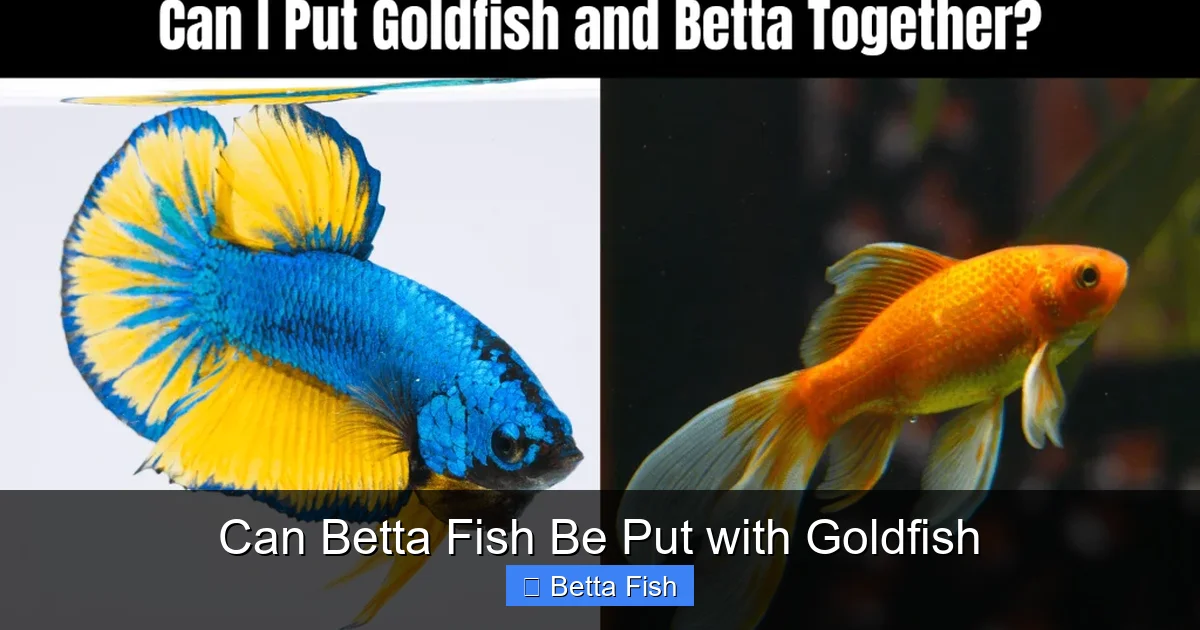 Can Betta Fish Be Put with Goldfish