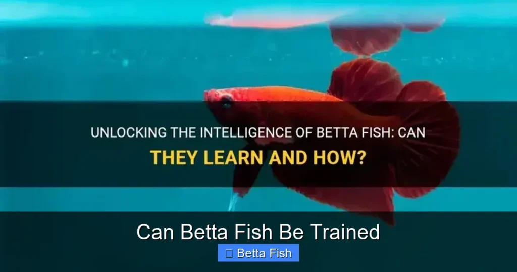 Can Betta Fish Be Trained
