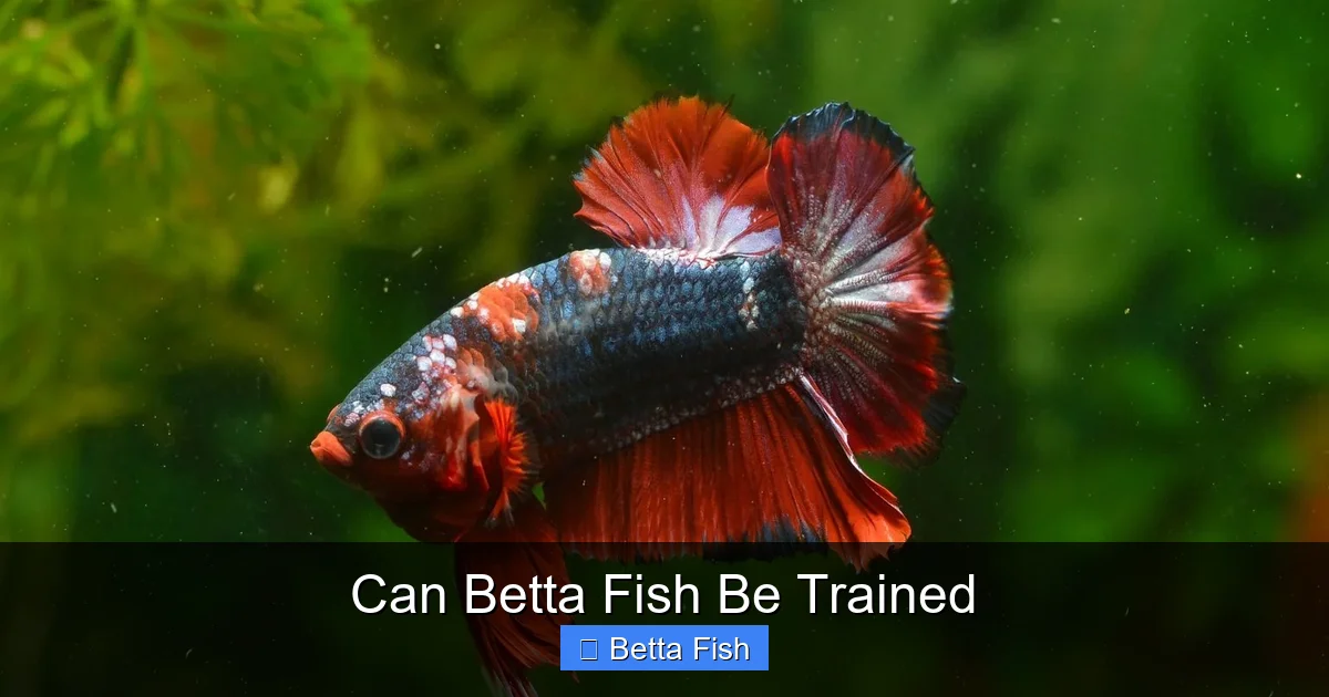 Can Betta Fish Be Trained