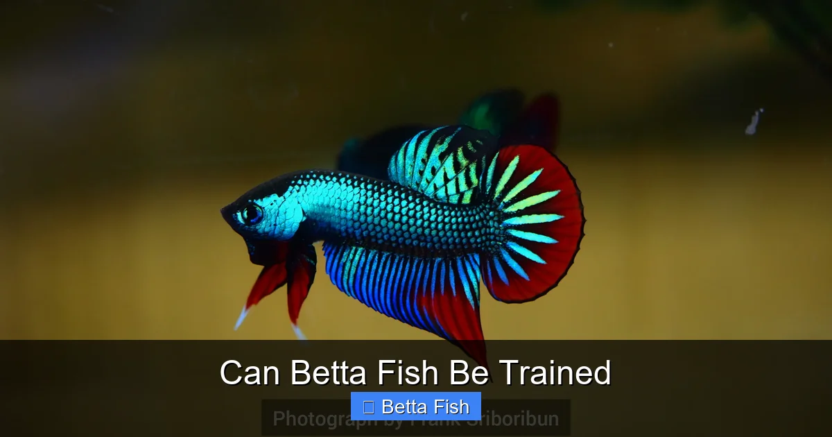 Can Betta Fish Be Trained