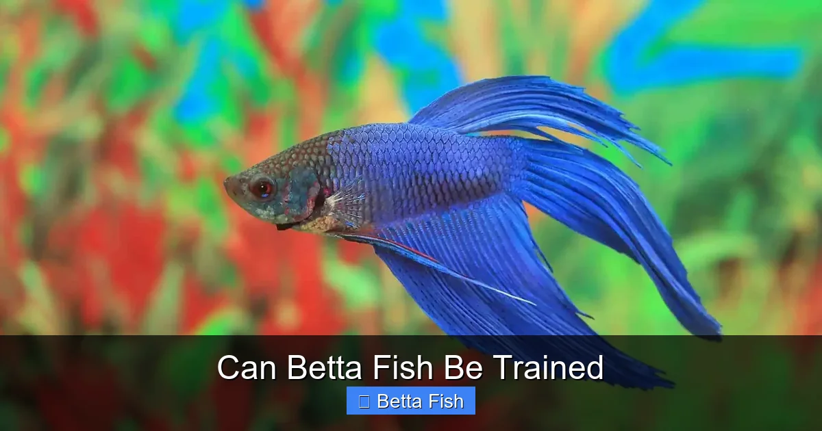 Can Betta Fish Be Trained