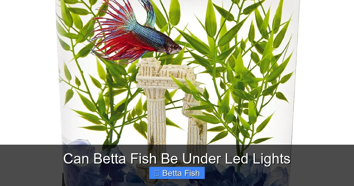 Can Betta Fish Be Under Led Lights