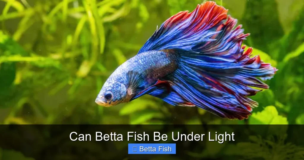 Can Betta Fish Be Under Light