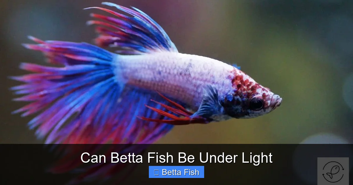 Can Betta Fish Be Under Light
