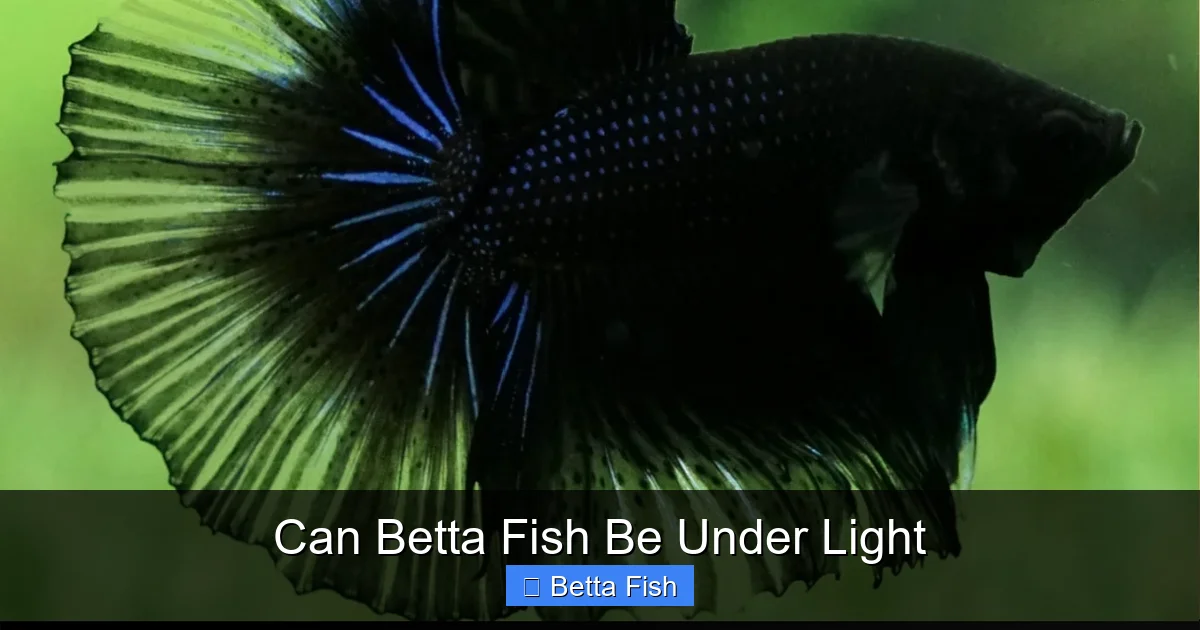 Can Betta Fish Be Under Light