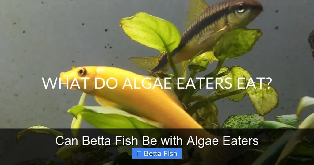Can Betta Fish Be with Algae Eaters