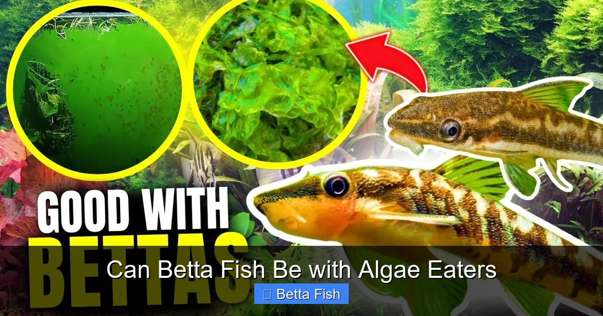 Can Betta Fish Be with Algae Eaters