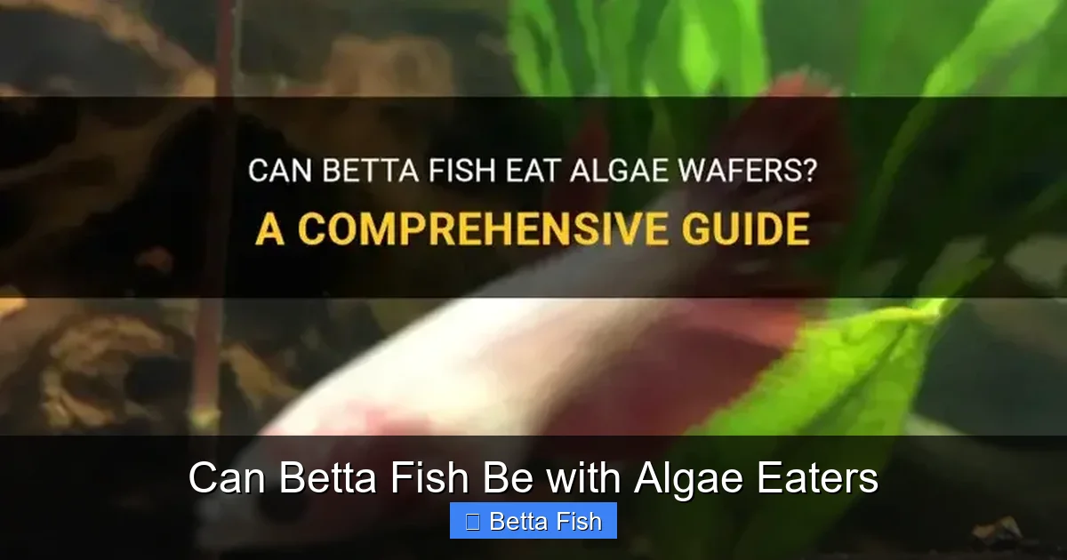 Can Betta Fish Be with Algae Eaters