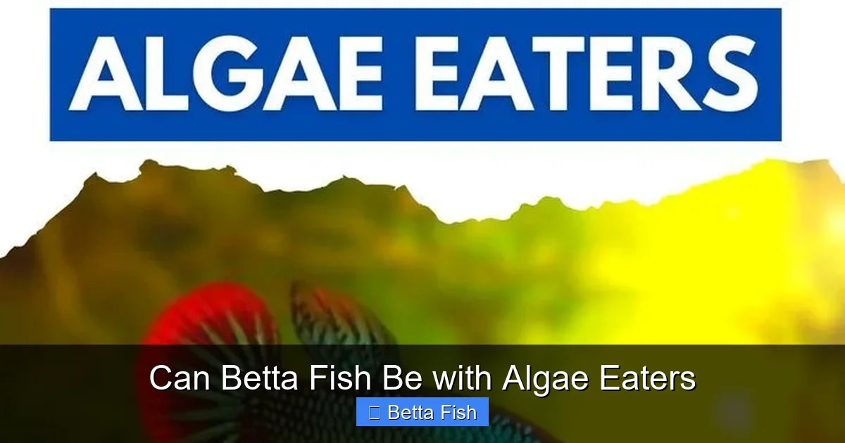 Can Betta Fish Be with Algae Eaters