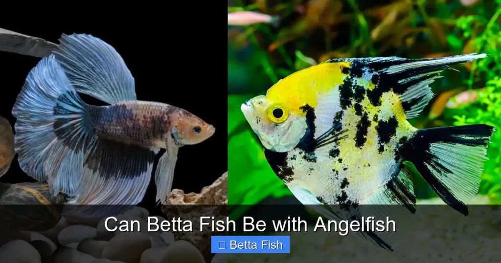 Can Betta Fish Be with Angelfish