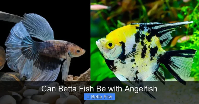 Can Betta Fish Be with Angelfish