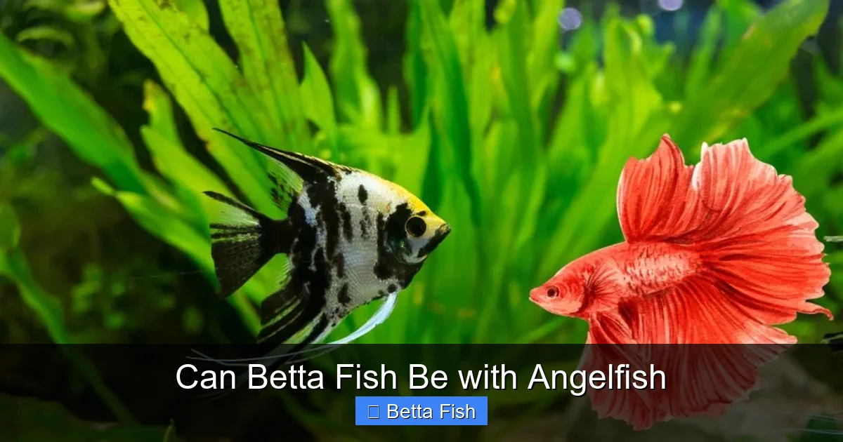 Can Betta Fish Be with Angelfish
