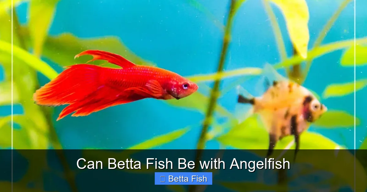 Can Betta Fish Be with Angelfish