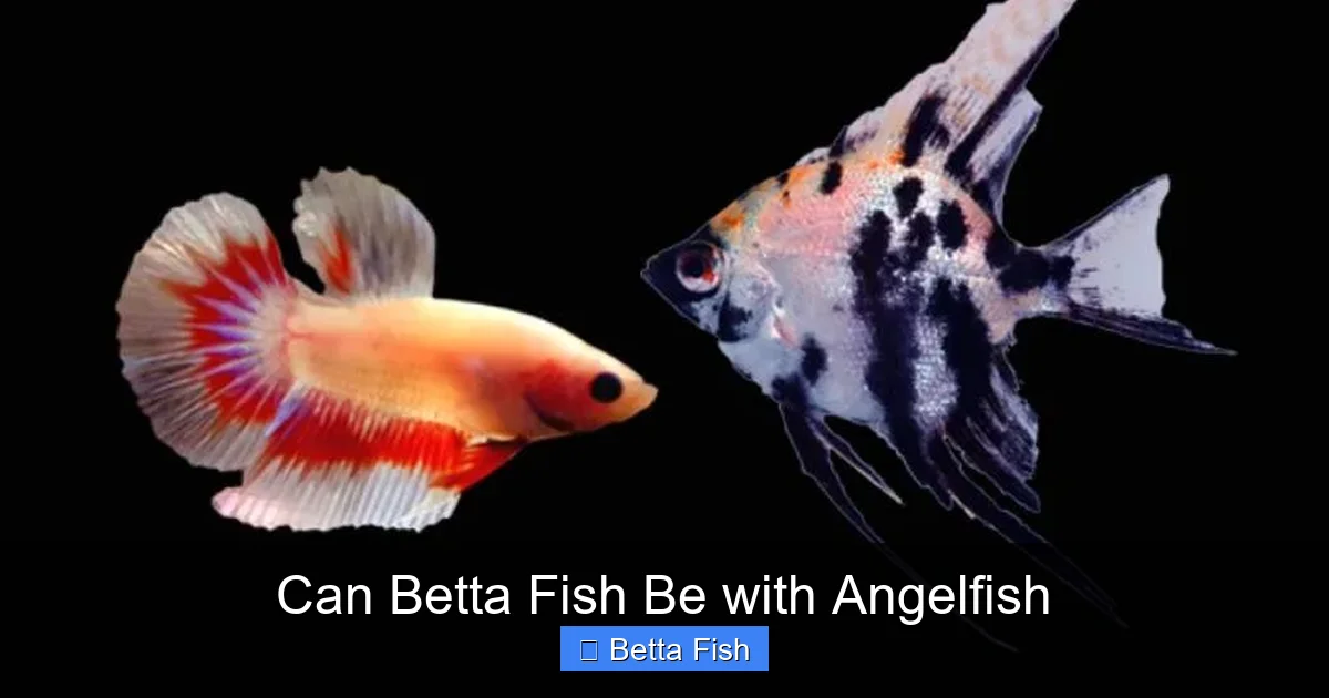 Can Betta Fish Be with Angelfish