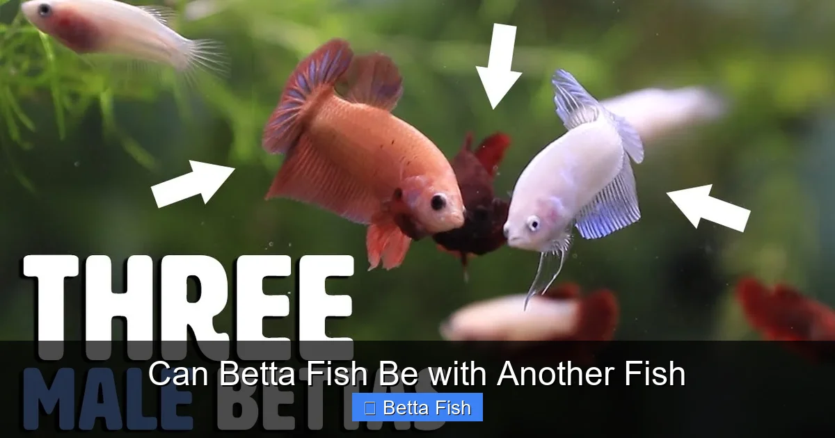 Can Betta Fish Be with Another Fish