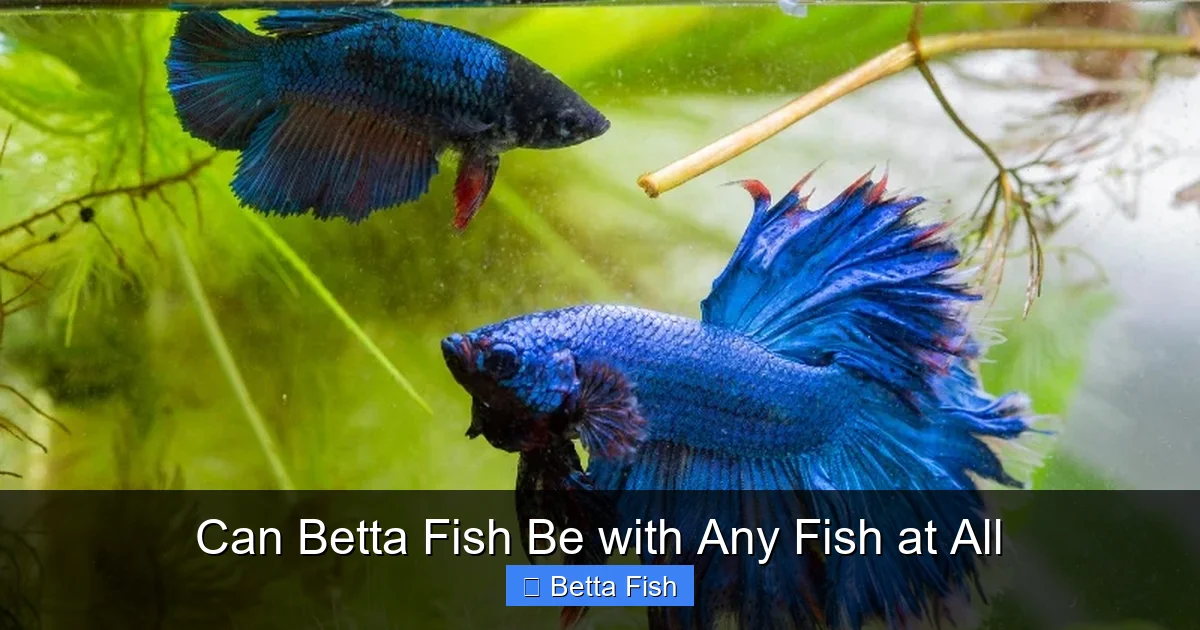 Can Betta Fish Be with Any Fish at All