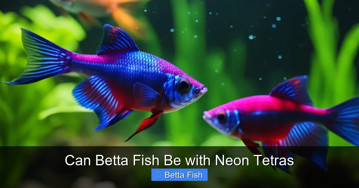 Can Betta Fish Be with Neon Tetras