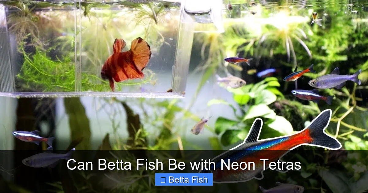 Can Betta Fish Be with Neon Tetras