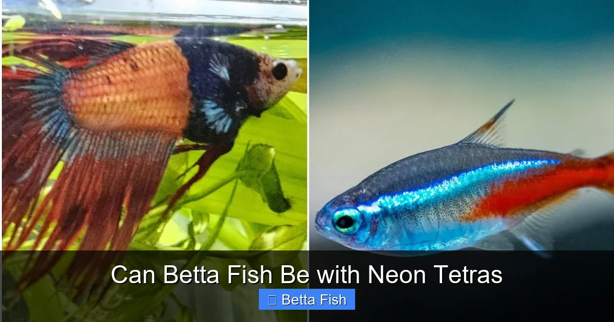 Can Betta Fish Be with Neon Tetras