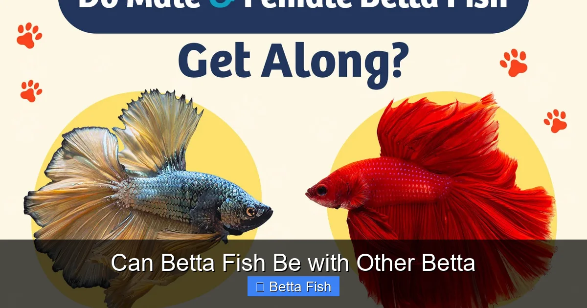 Can Betta Fish Be with Other Betta