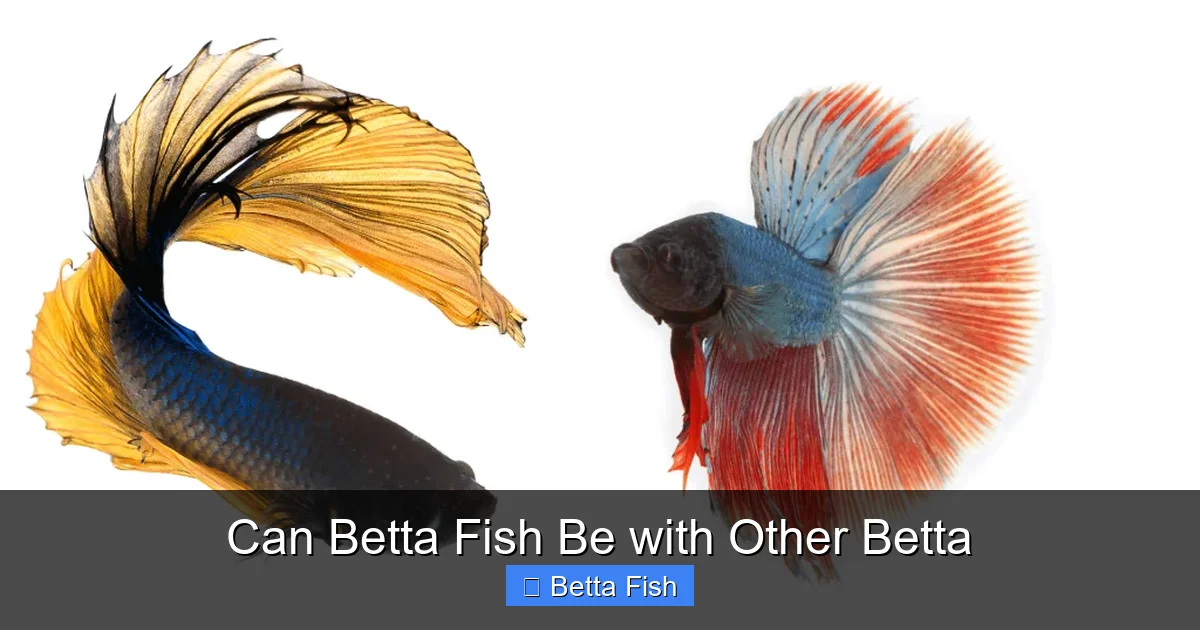 Can Betta Fish Be with Other Betta