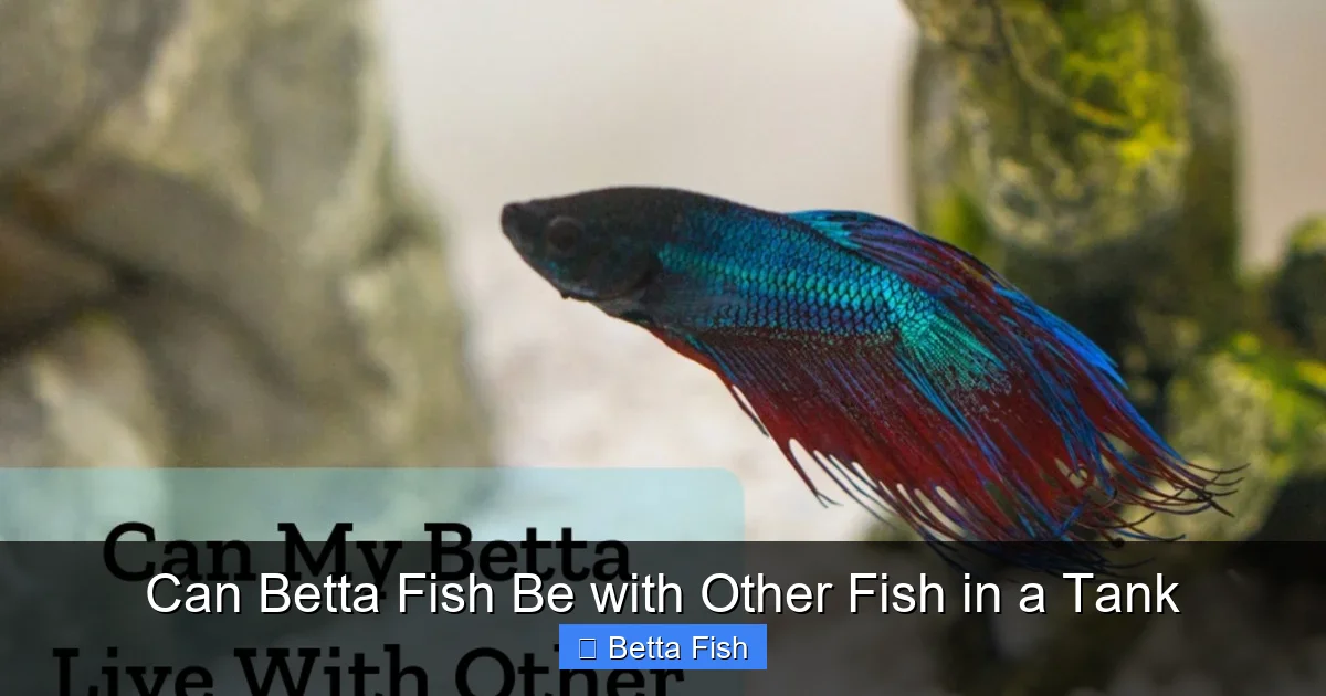Can Betta Fish Be with Other Fish in a Tank