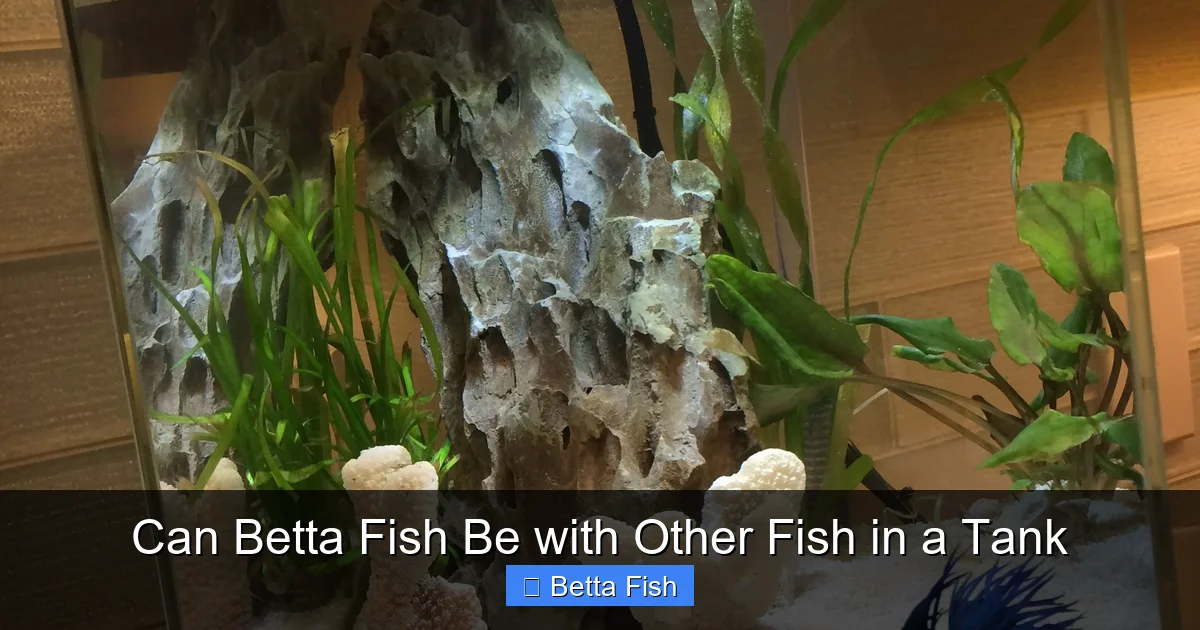 Can Betta Fish Be with Other Fish in a Tank